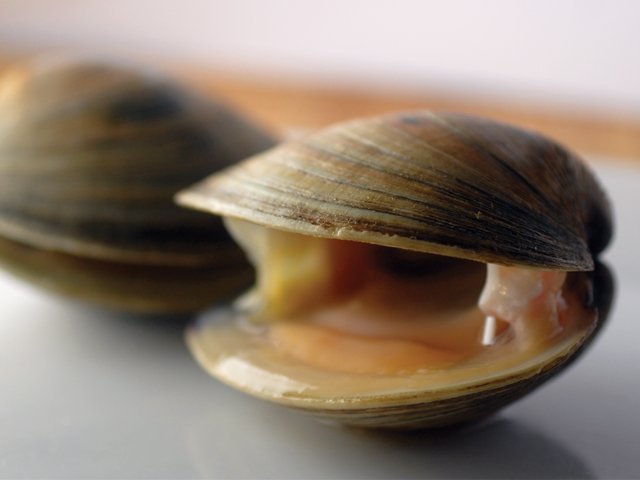 phylum mollusca clam